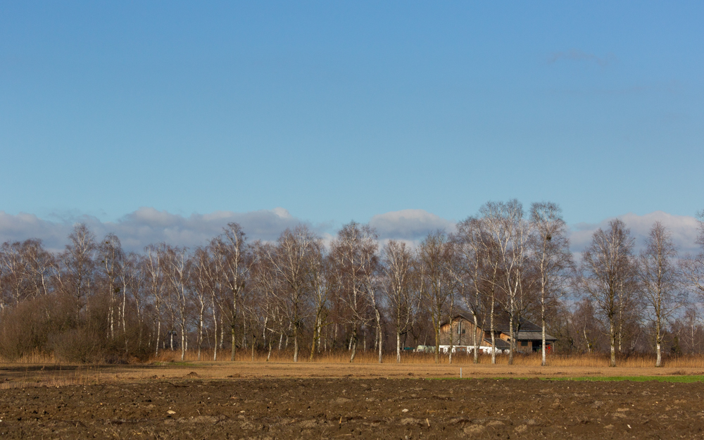 Lauteracherried im Jänner 32
